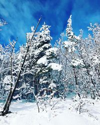 Close-up of frozen tree against blue sky