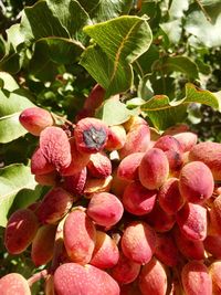 Close-up of pink flowers on tree