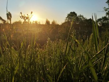 Close-up of wheat field against sky at sunset