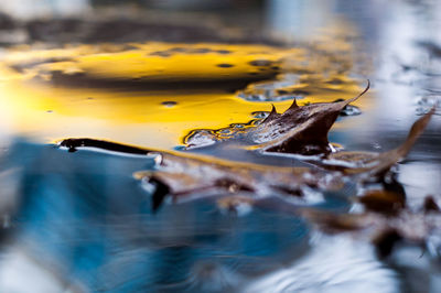 Close-up of leaf floating on water