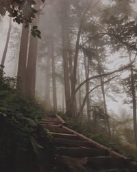 Trees in forest