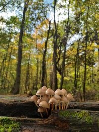 View of mushrooms in forest