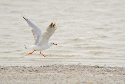 Seagull flying over sea