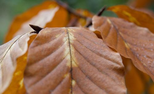 Close-up of dry maple leaves