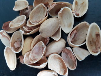 High angle view of shells on table