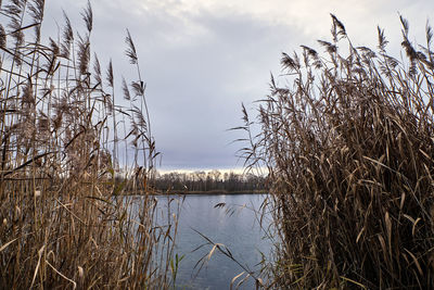 Reeds growing by lake against sky