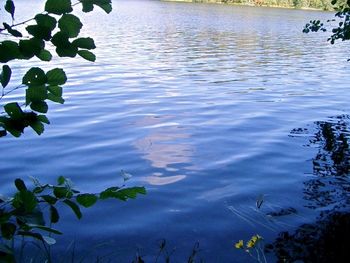 High angle view of water floating on lake