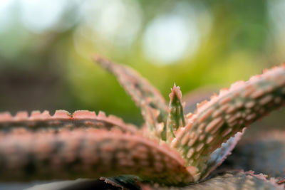 Close-up of flower buds growing outdoors