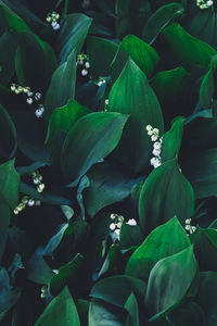 Full frame shot of flowers