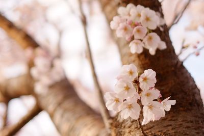 Close-up of white flowers on tree