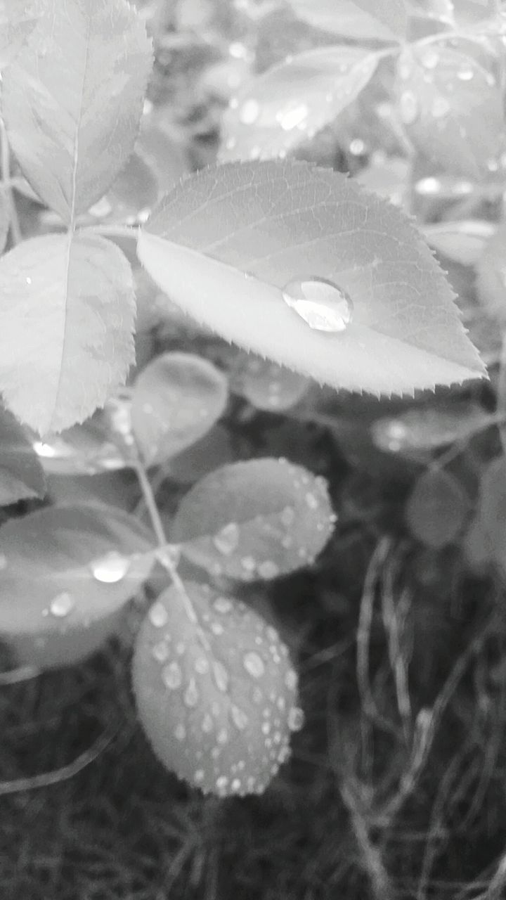 water, close-up, drop, backgrounds, wet, dew, full frame, selective focus, fragility, plant, day, growth, outdoors, nature, frost, purity, extreme close-up, focus on foreground, freshness