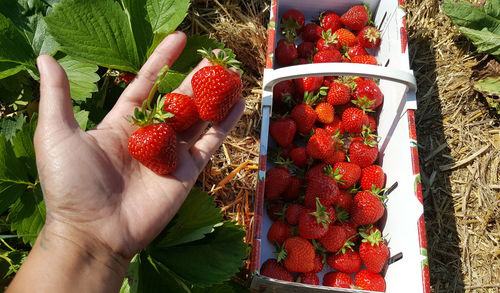 Close-up of hand holding strawberries