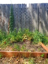 Plants growing on field by fence