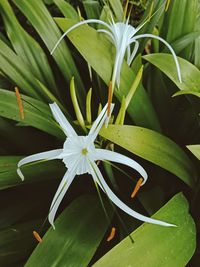 Close-up of flower