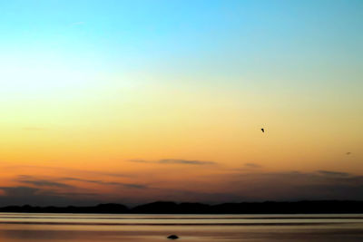 Silhouette bird flying in sky during sunset