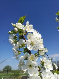 Low angle view of cherry blossoms against sky