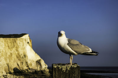 Seagull perching on wooden post against sky