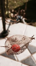 Close-up of plant