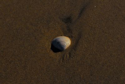 Close-up of sand on beach