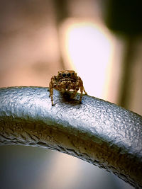 Close-up of insect on leaf