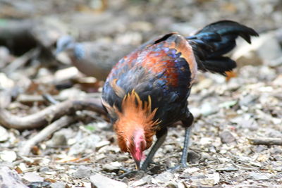 Close-up of bird