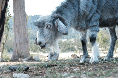 Close-up of goat