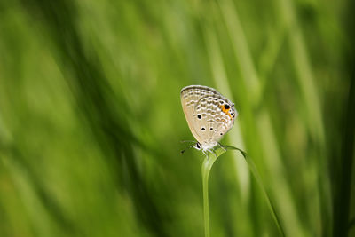 Butterfly on leaf