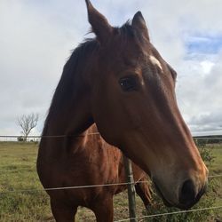 Horses grazing on landscape