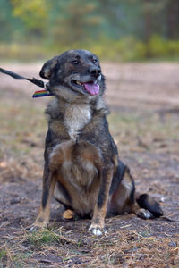 Dog looking away while sitting on land