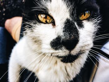 Close-up portrait of black cat