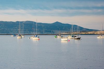 Sailboats in marina