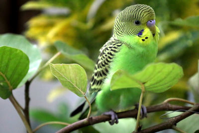 Close-up of parrot perching on leaf