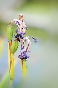 Close-up of flower