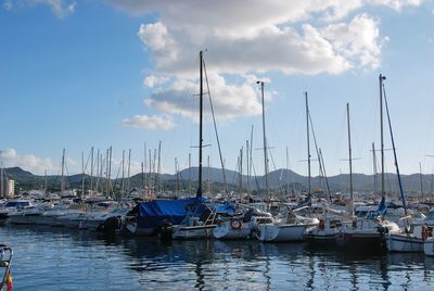 Sailboats moored in harbor