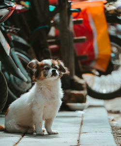 Portrait of dog sitting outdoors