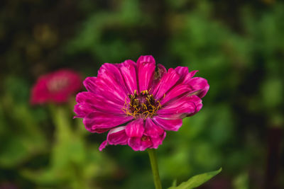 Close-up of pink cosmos flower