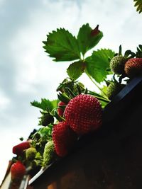 Close-up of strawberries on tree against sky