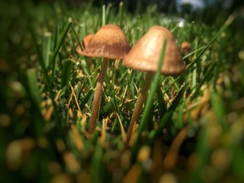 Close-up of mushroom on field