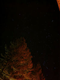 Low angle view of trees against sky at night