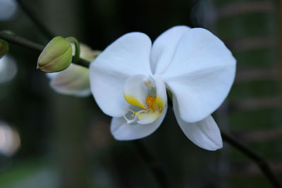 Close-up of white flowering plant