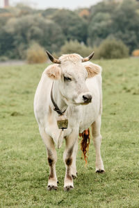 White cow with bell on neck standing on green meadow look to side while grazing and producing milk