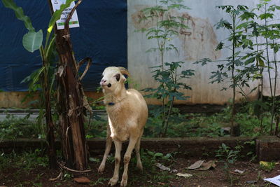 View of dog standing on land