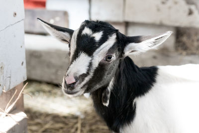 Close-up portrait of kid goat