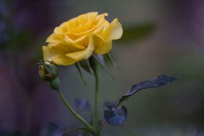 Close-up of yellow flowering plant