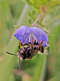 Close-up of honey bee pollinating on purple flower