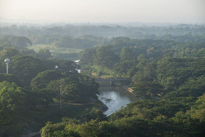 Scenic view of river in forest