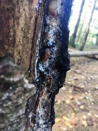 Close-up of tree trunk