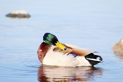 Duck swimming in a lake