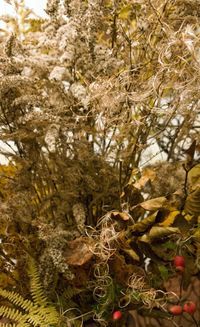 Close-up of flowering plants and trees