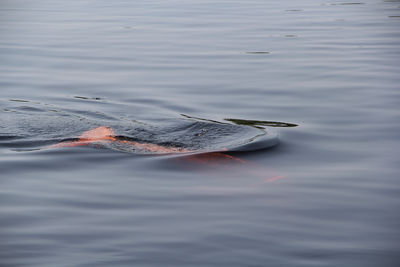 High angle view of swimming in lake